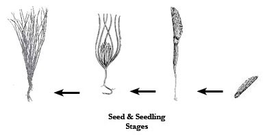 seedandseedling